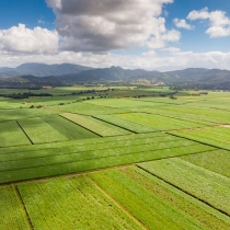 Setor sucroenergético estima moagem de 11,9 milhões de toneladas de cana na safra 2021/22