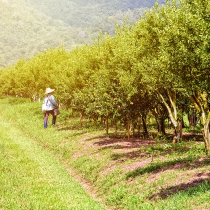 Goiás fomenta trabalho de agricultores