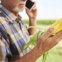 Datagro prevê safra brasileira de milho 2021/22 em 116,1 milhões de toneladas